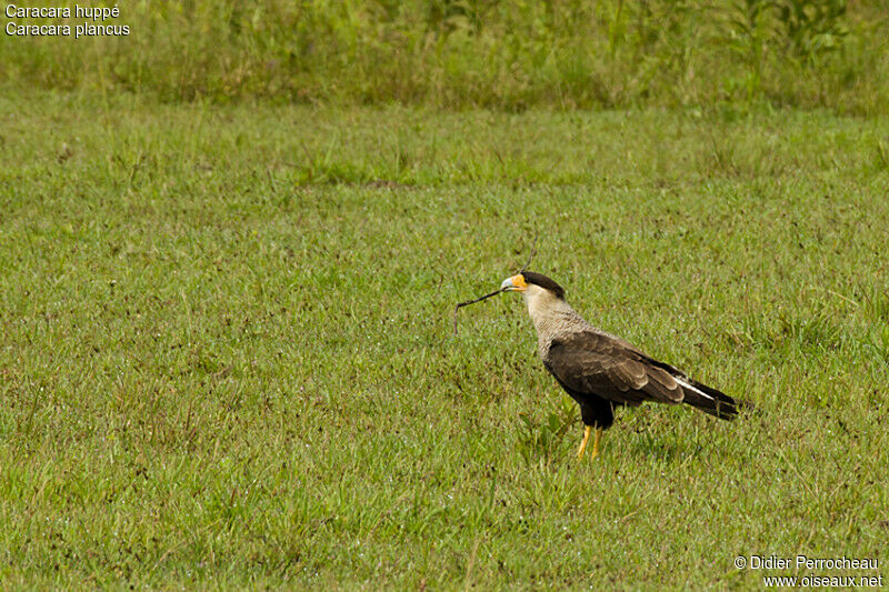 Caracara huppé