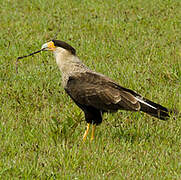 Caracara huppé