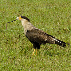 Caracara huppé
