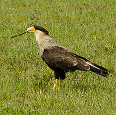 Caracara huppé