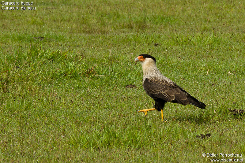 Caracara huppé