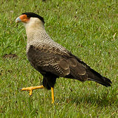 Caracara huppé