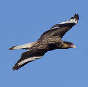 Caracara huppé