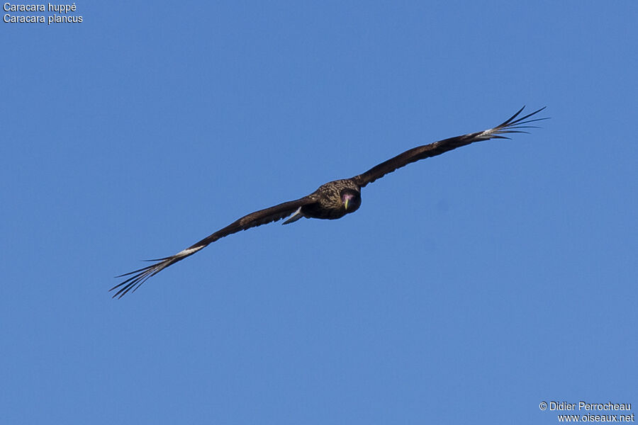 Southern Crested Caracaraimmature