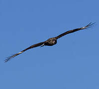 Caracara huppé