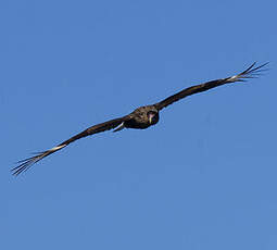 Caracara huppé