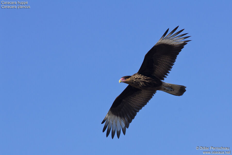 Caracara huppéimmature