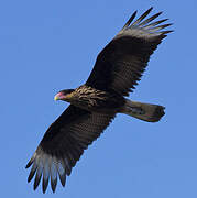 Caracara huppé