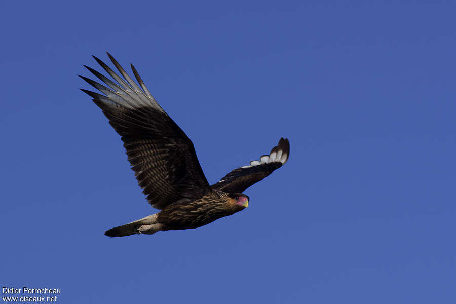 Caracara huppéimmature, pigmentation, Vol