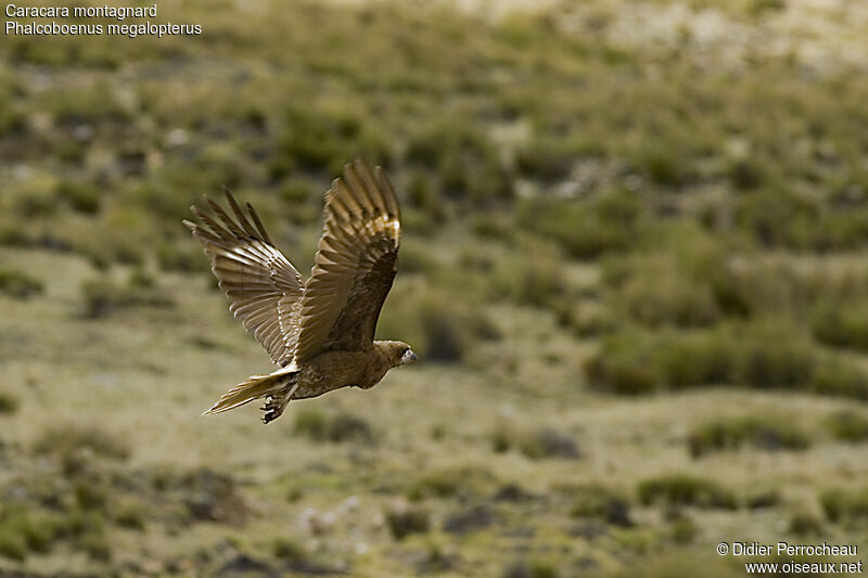 Mountain CaracaraFirst year, Flight