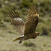 Mountain Caracara