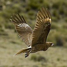 Caracara montagnard