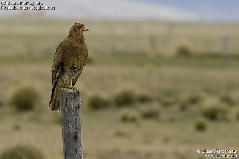 Caracara montagnard1ère année, identification