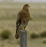 Mountain Caracara