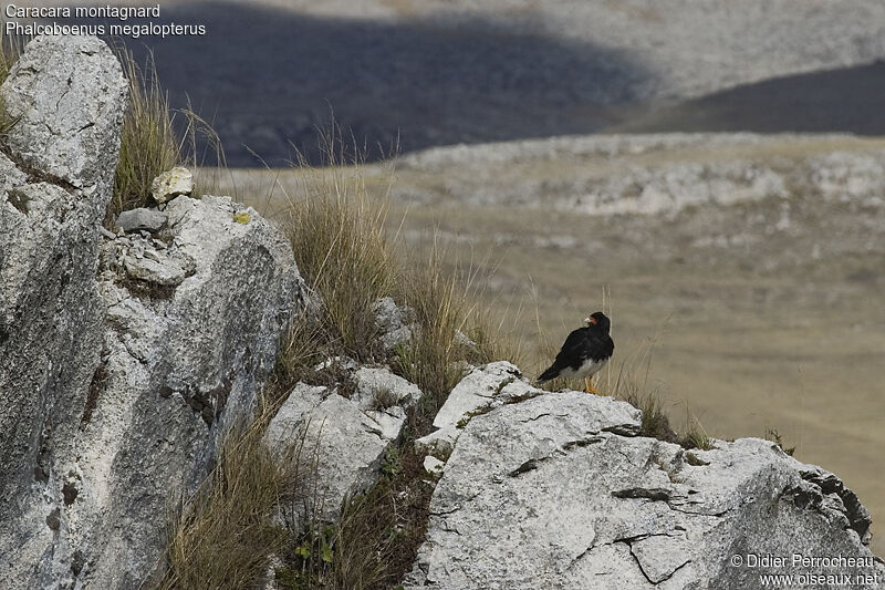 Mountain Caracara