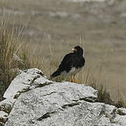 Mountain Caracara