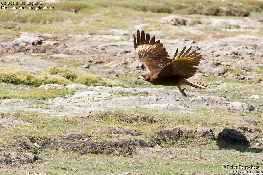 Mountain Caracara