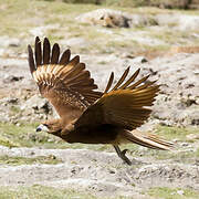 Mountain Caracara