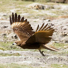 Caracara montagnard