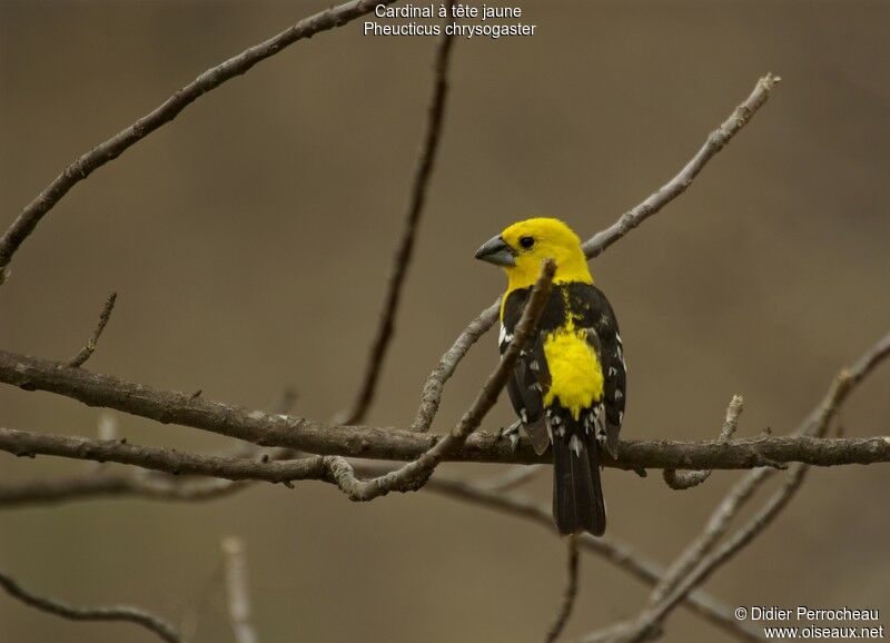 Golden Grosbeak, identification