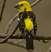 Cardinal à tête jaune