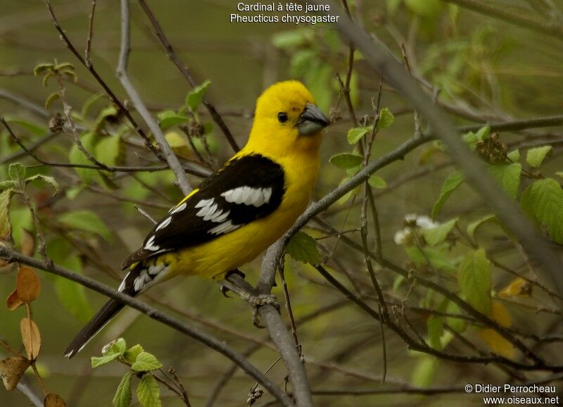 Golden Grosbeak, identification