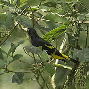 Yellow-rumped Cacique