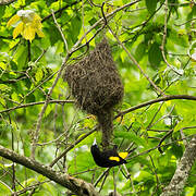 Yellow-rumped Cacique