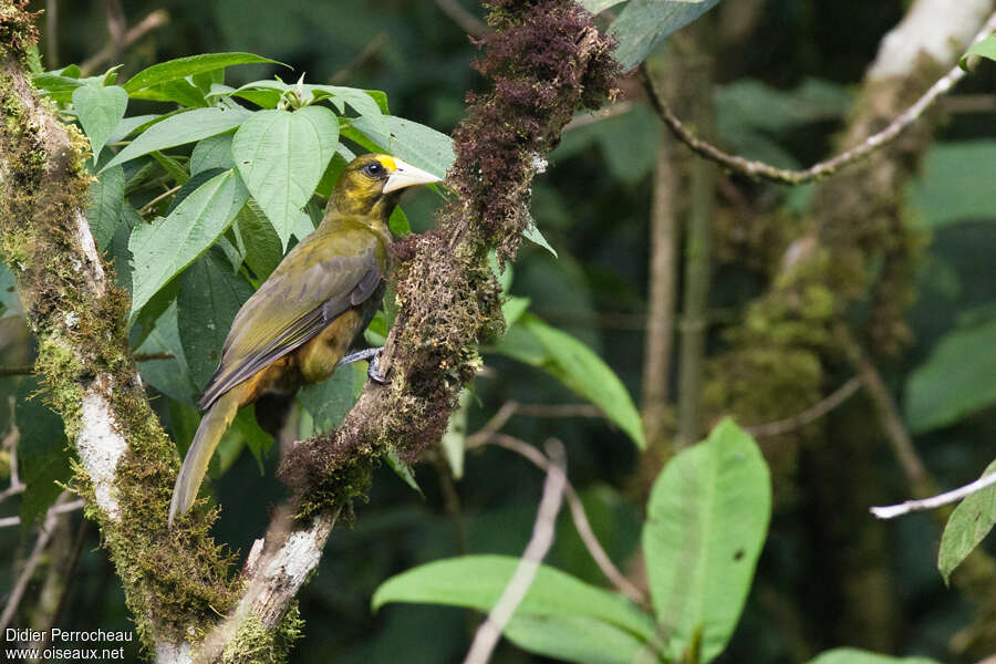 Cassique olivâtreadulte, habitat