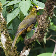 Dusky-green Oropendola