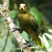 Dusky-green Oropendola