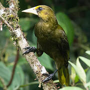 Dusky-green Oropendola