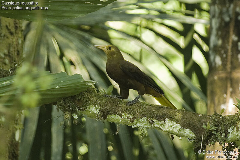 Cassique roussâtre, identification