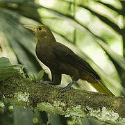 Russet-backed Oropendola