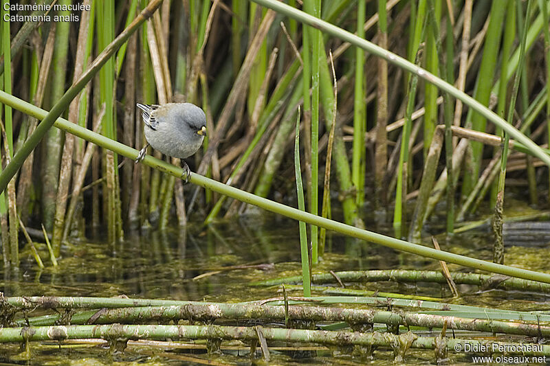 Band-tailed Seedeater, identification