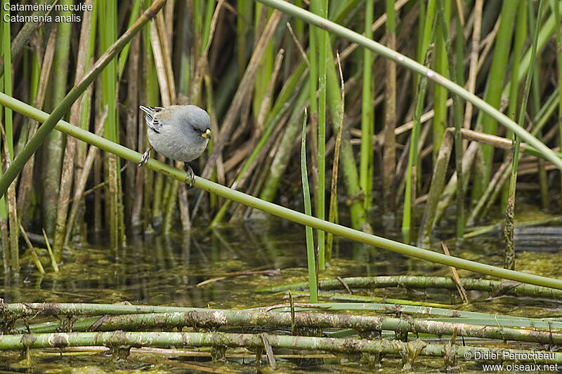 Cataménie maculée, identification