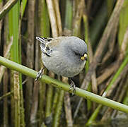 Band-tailed Seedeater