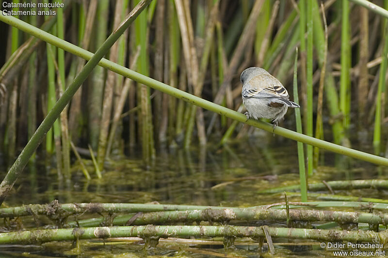 Band-tailed Seedeater