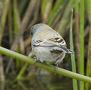 Band-tailed Seedeater