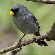 Band-tailed Seedeater