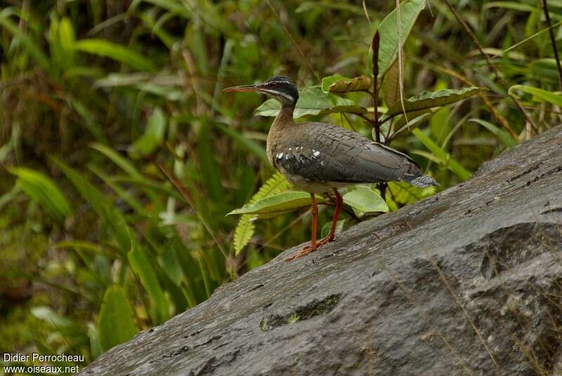 Caurale soleiladulte, identification