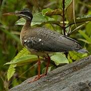 Sunbittern