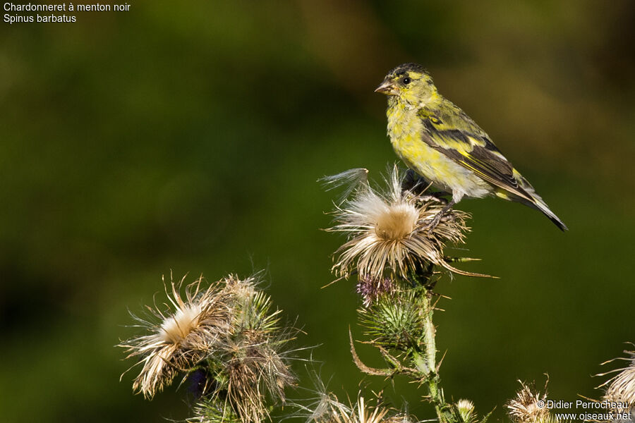 Black-chinned Siskin