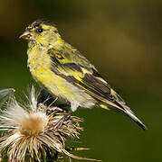 Black-chinned Siskin