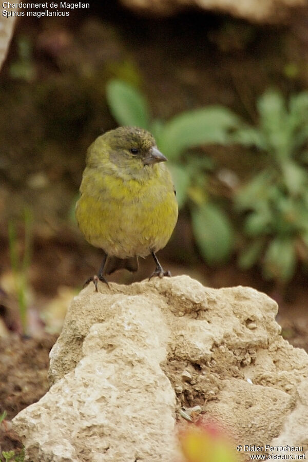 Chardonneret de Magellan femelle adulte, identification