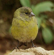 Hooded Siskin