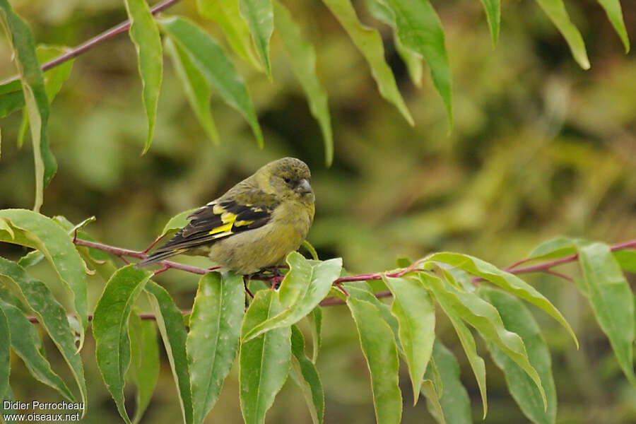 Hooded Siskin female adult, identification