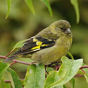 Hooded Siskin