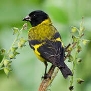 Hooded Siskin