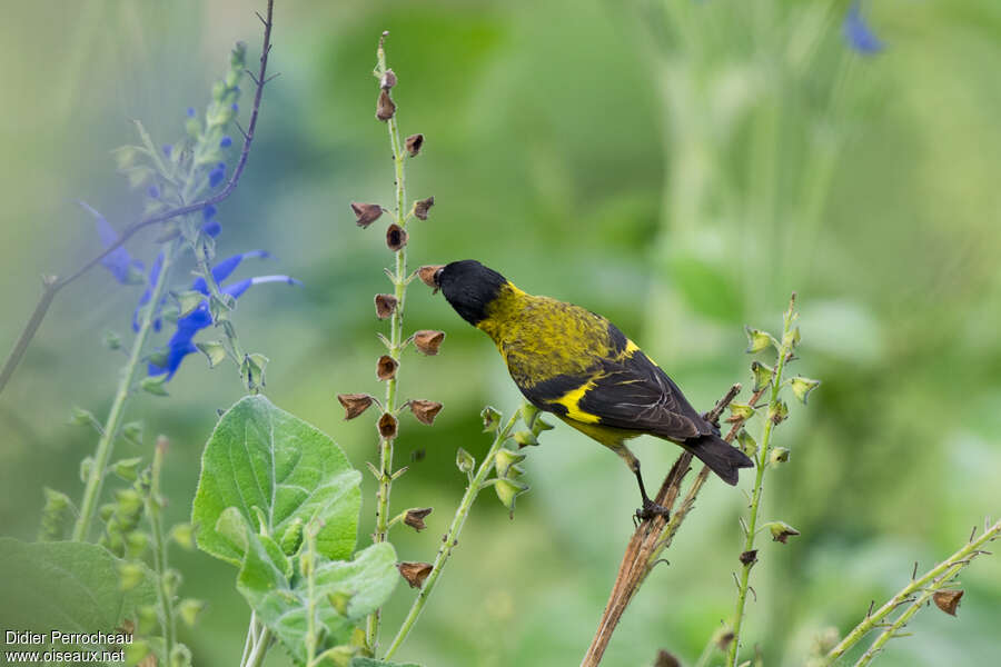 Hooded Siskin male adult, pigmentation, eats